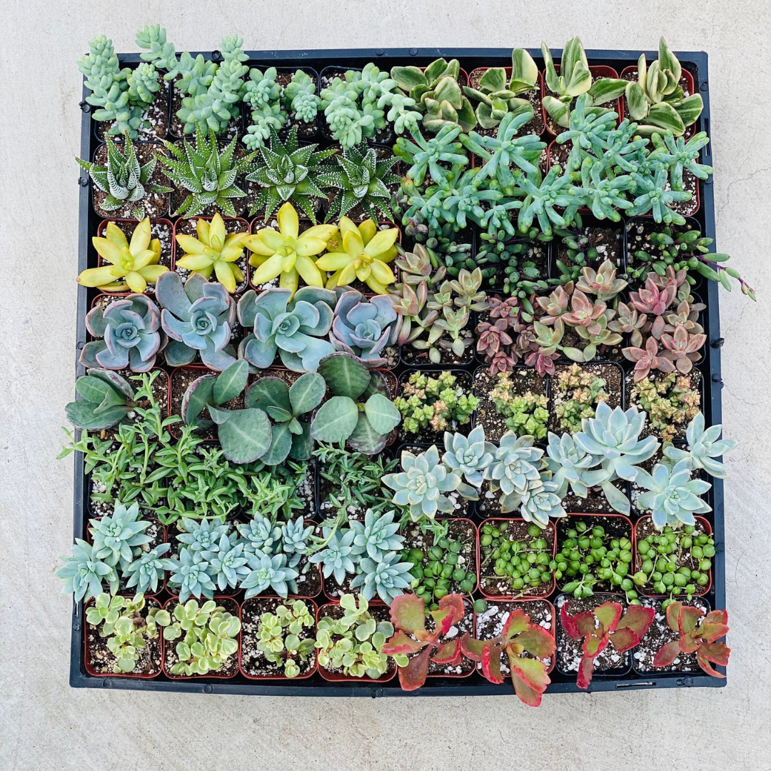 64 Succulents