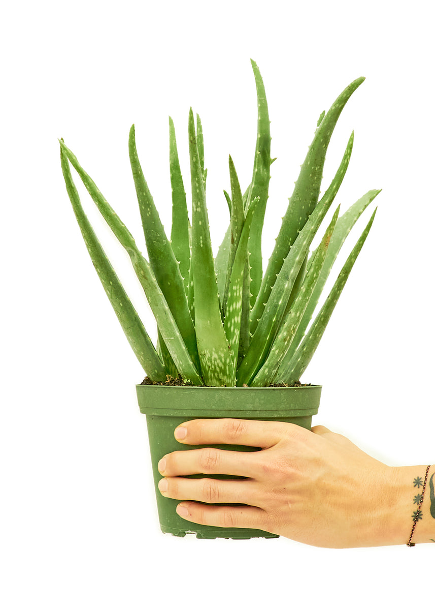 aloe vera plant canada Aloe Vera, Medium