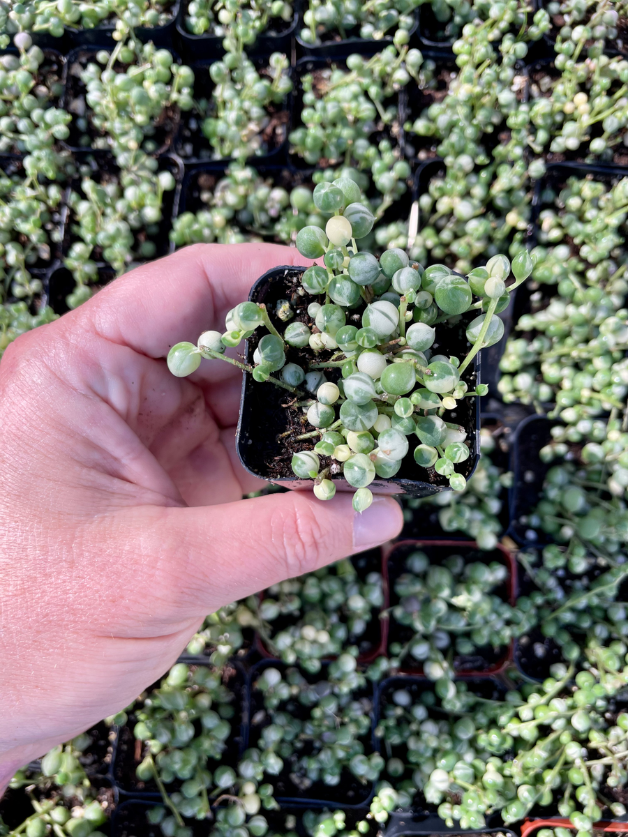 senecio rowleyanus variegata pink Variegated String of Pearls- 2” Senecio Rowleyanus Variegata – Surfside  Succulents