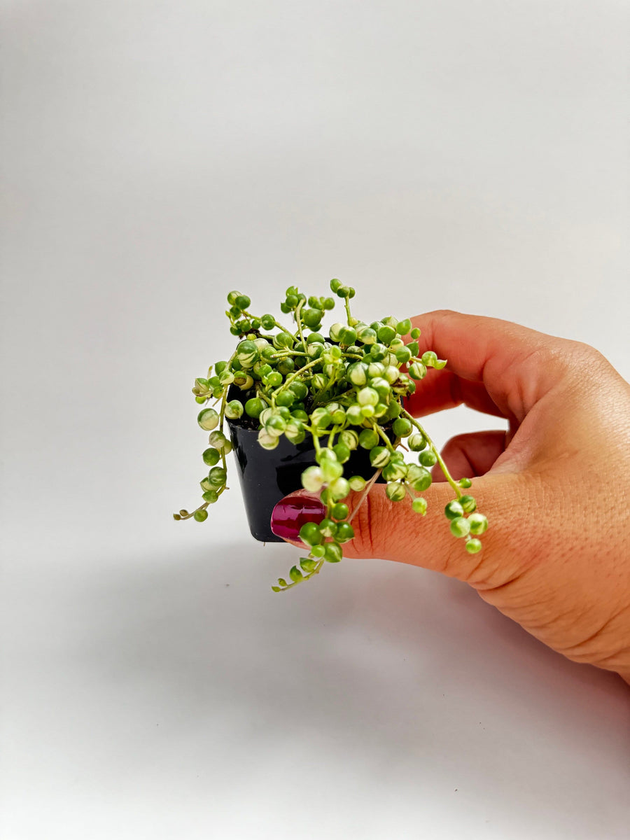 variegated pearls succulent Variegated String of Pearls Plant
