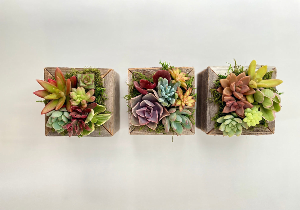 succulent cube Sugar Cubes
