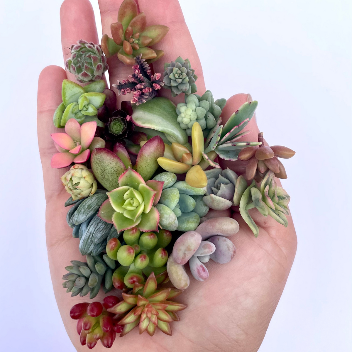 succulents cuttings for sale Mini Medley Succulent Clippings Set of 25