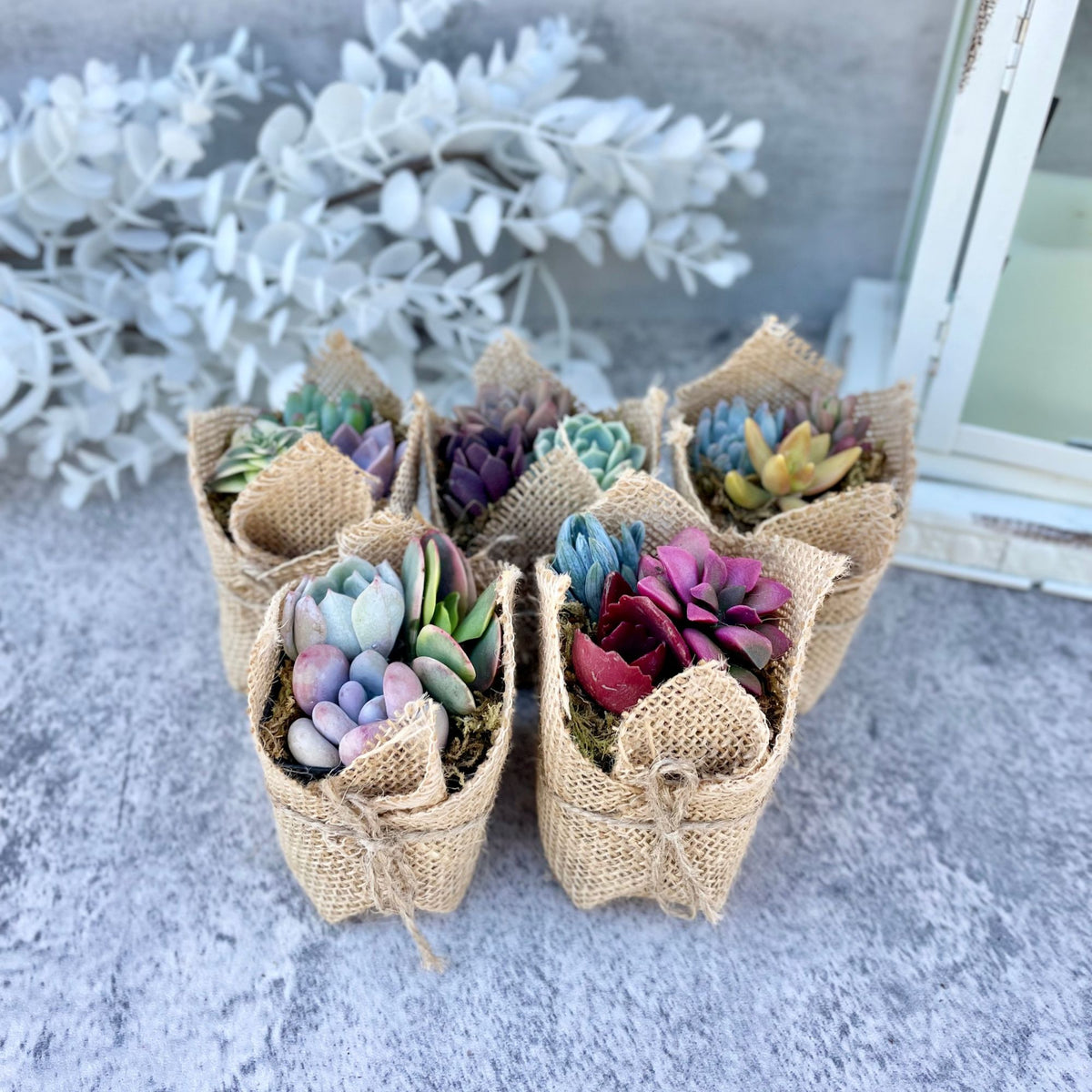 mini succulents favors Fairy Favors - Succulent Mini Garden Favors in Burlap