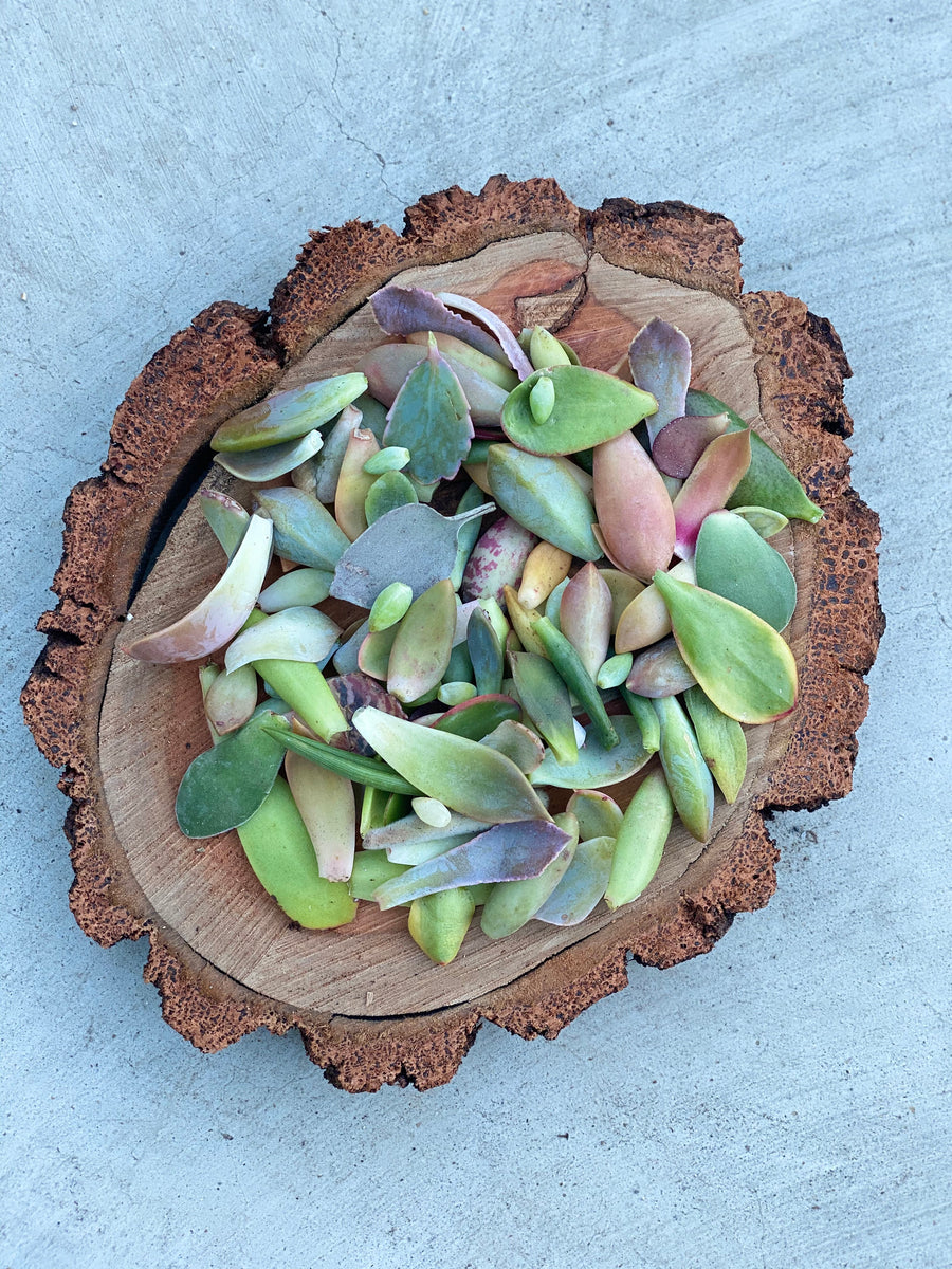 50 Succulent Leaves for Propagating Succulents – Surfside Succulents