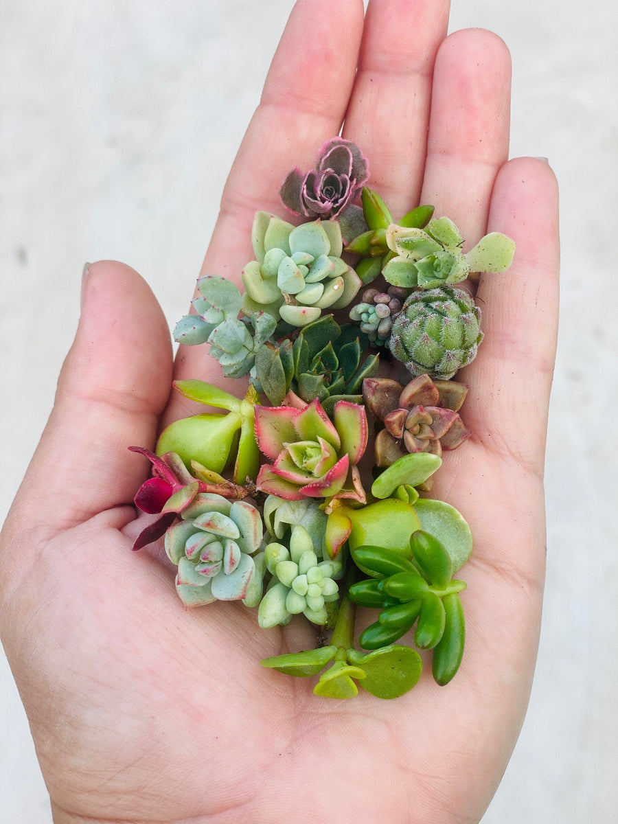 succulents cuttings for sale Mini Medley Succulent Clippings
