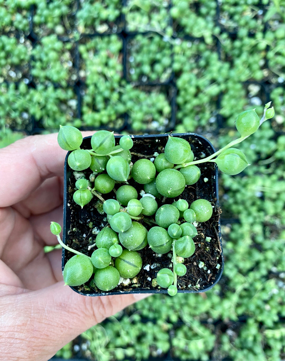 where to buy string of pearls succulent near me 2” String of Pearls Plant