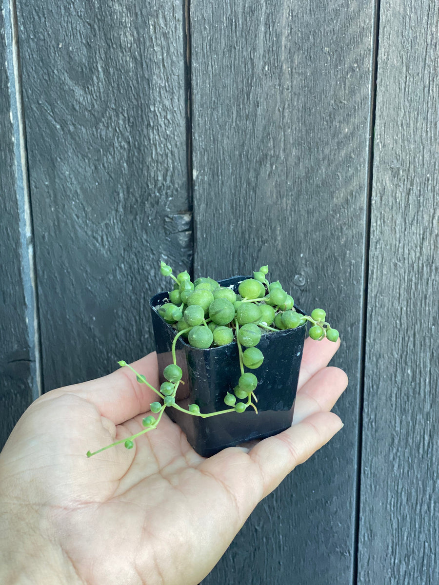 pearl hanging succulent 2” String of Pearls Plant
