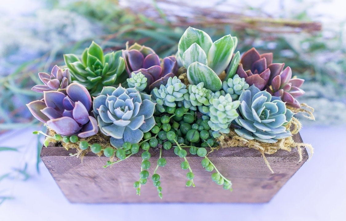 surfside succulents Wind and Sea - Live Succulent Arrangement