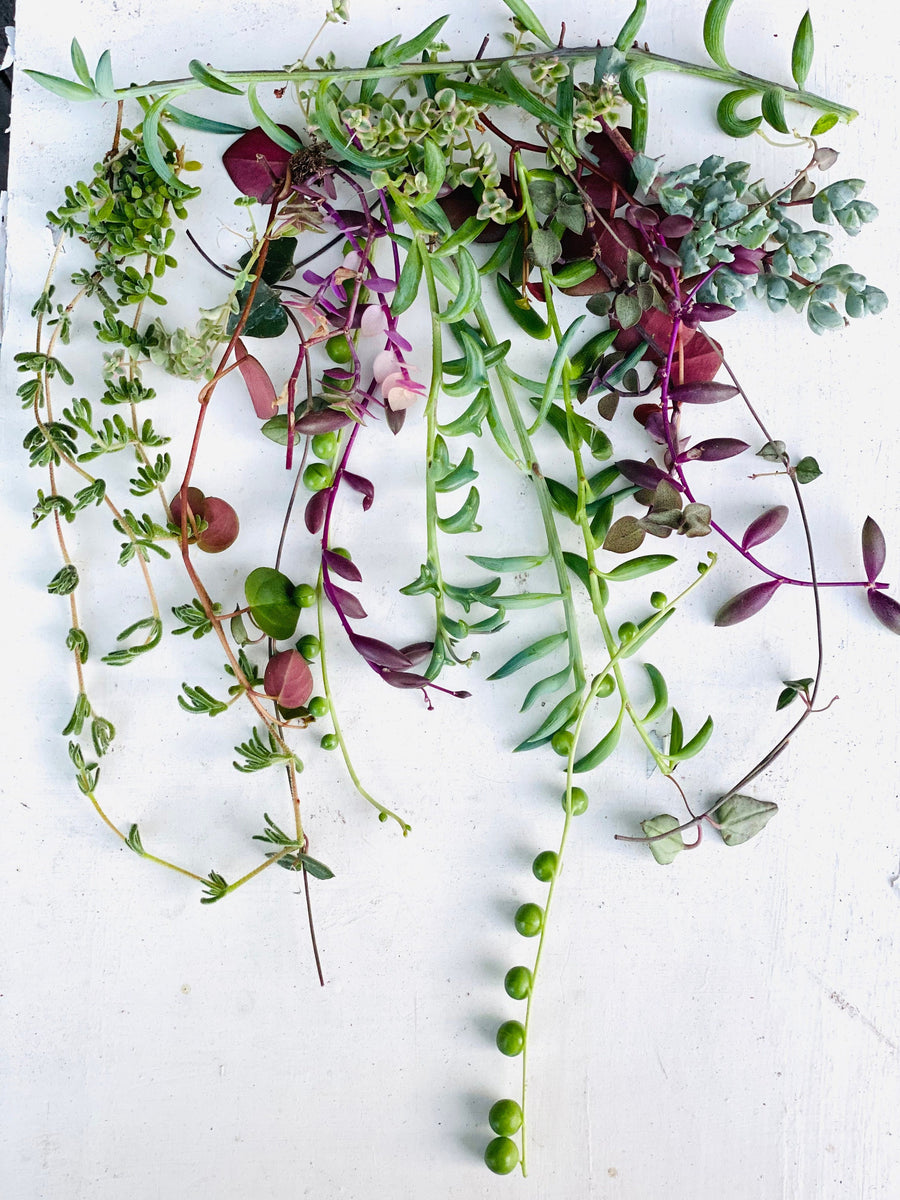 Strings N’ Things Set of 5 Trailing Succulent Cuttings Surfside