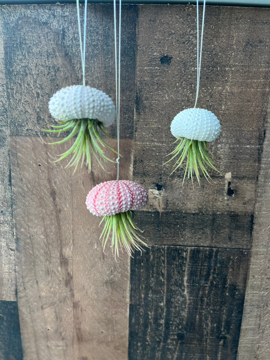 jellyfish hanging plants Jellyfish Hanging Airplant Display – Surfside Succulents