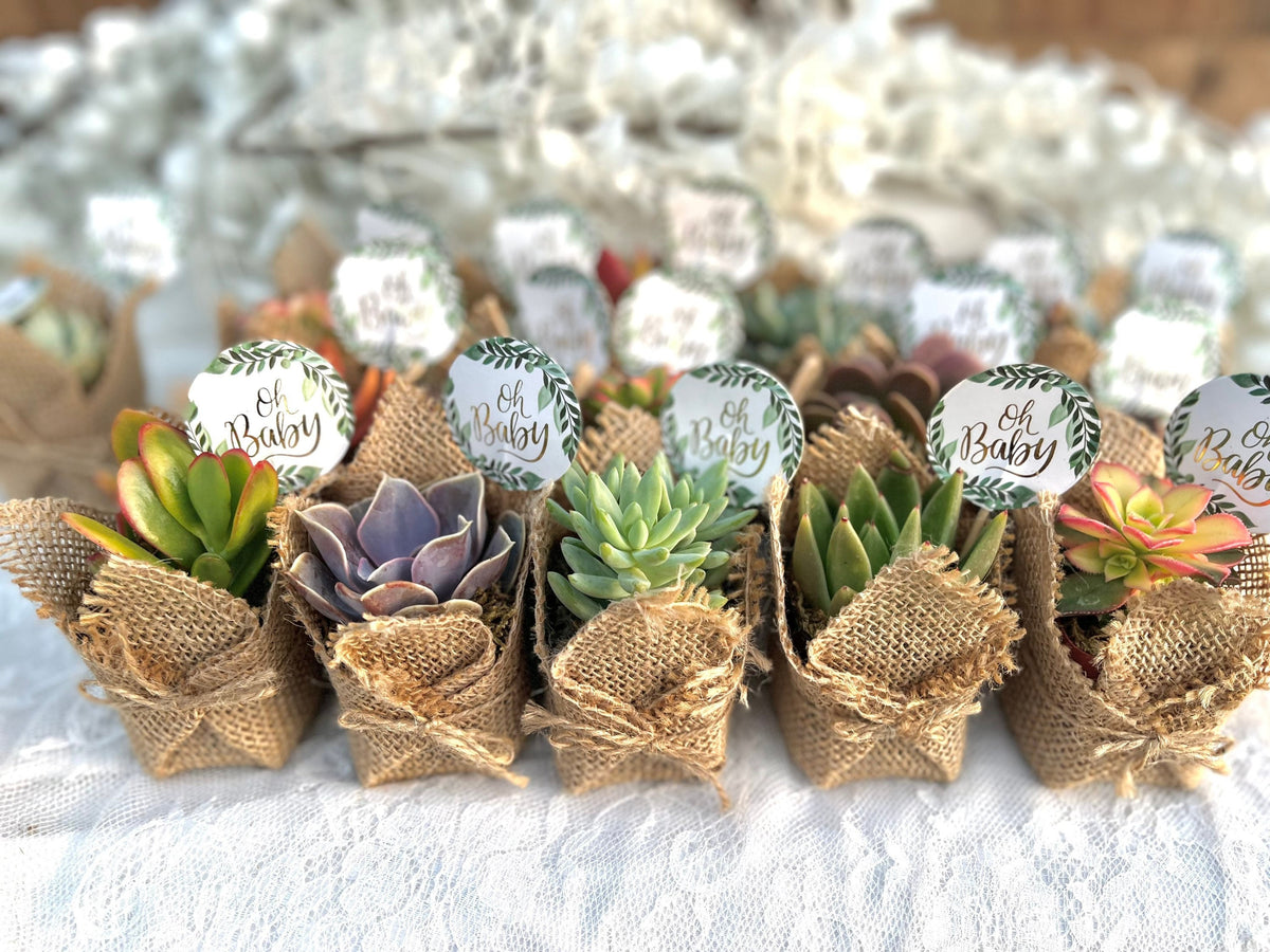 succulents for party favors Oh Baby!