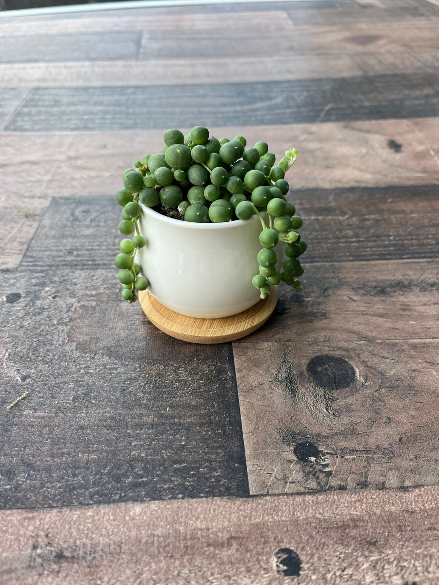 pea succulent plant Sweet Pea