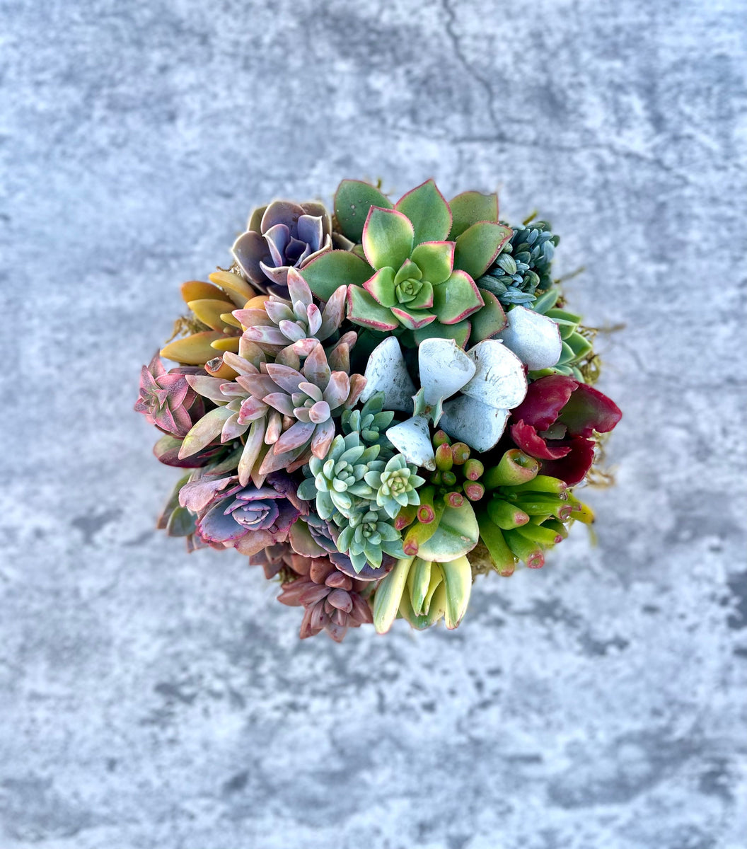 succulent paradise Pixie Paradise 6” Succulent Arrangement