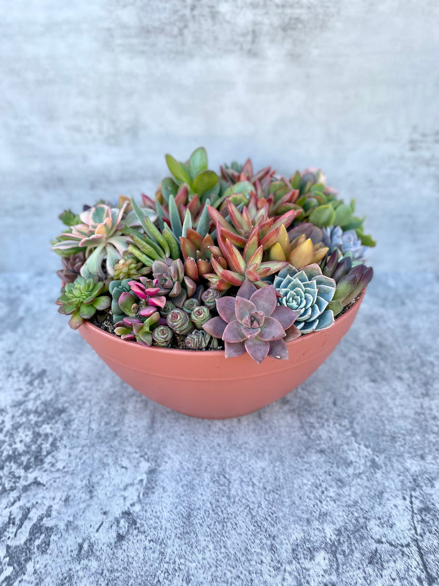 large succulent arrangement Point Loma Succulent Garden - Large Live Succulent Arrangement