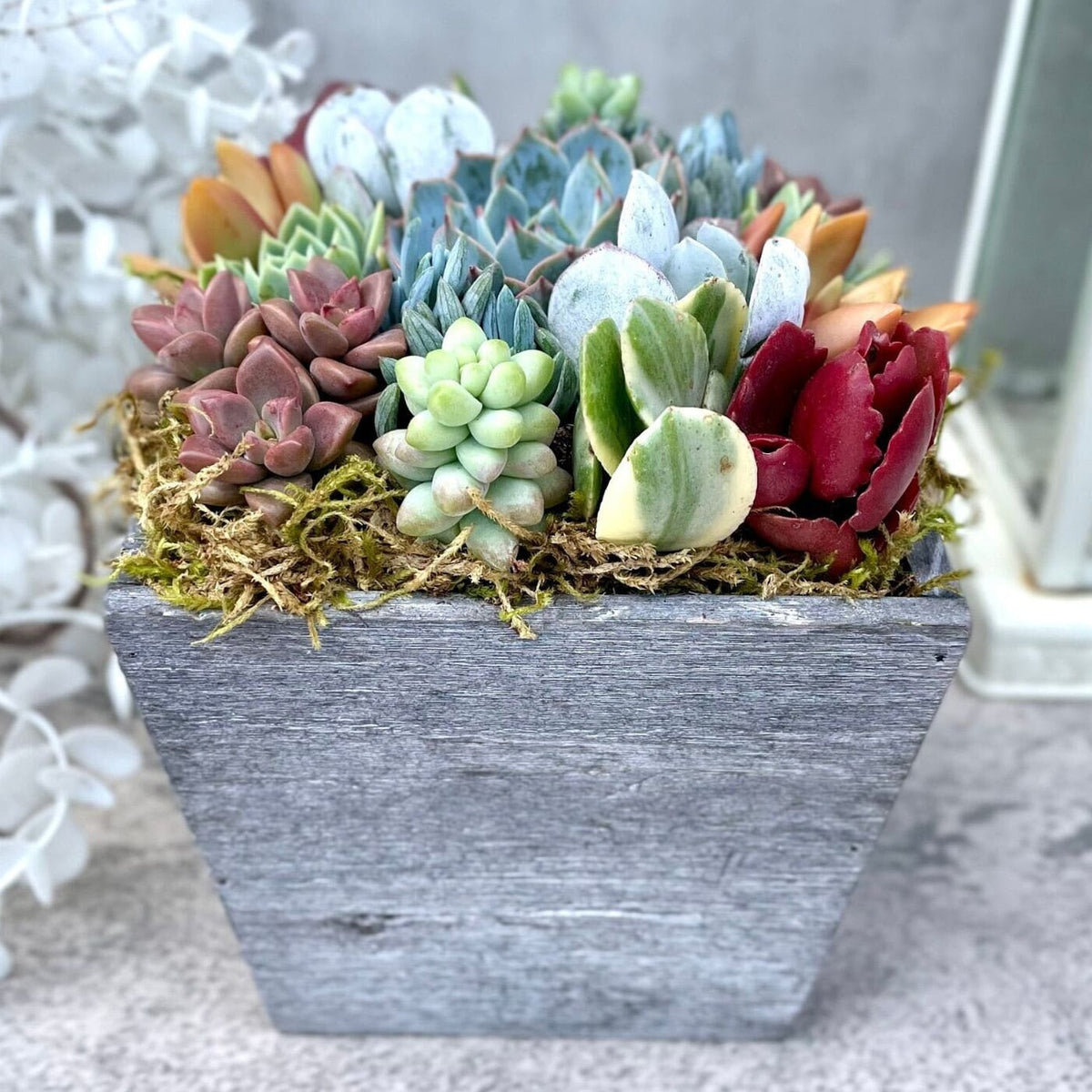 kohls succulents Kaleidoscope Eyes - Live Succulent Garden Box