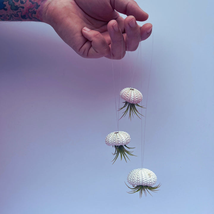 Jellyfish Hanging Airplant Display – Surfside Succulents