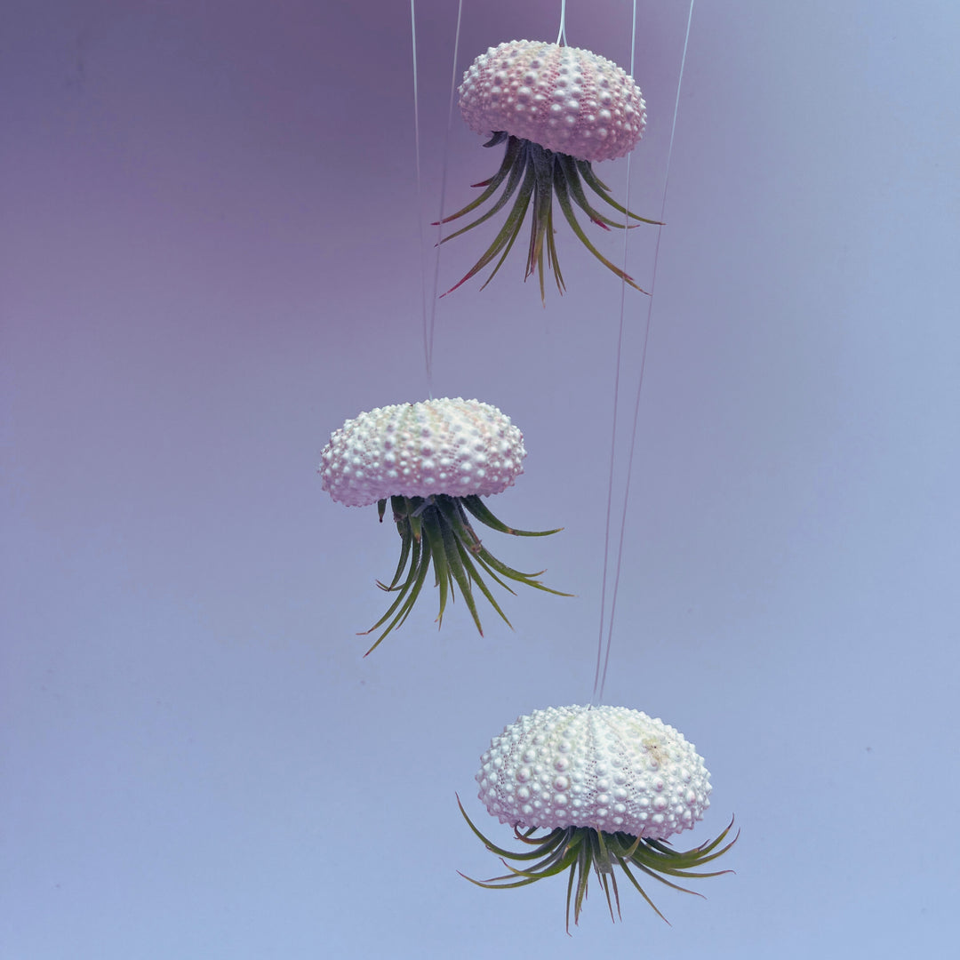 jellyfish succulent plant Jellyfish Hanging Airplant Display – Surfside Succulents