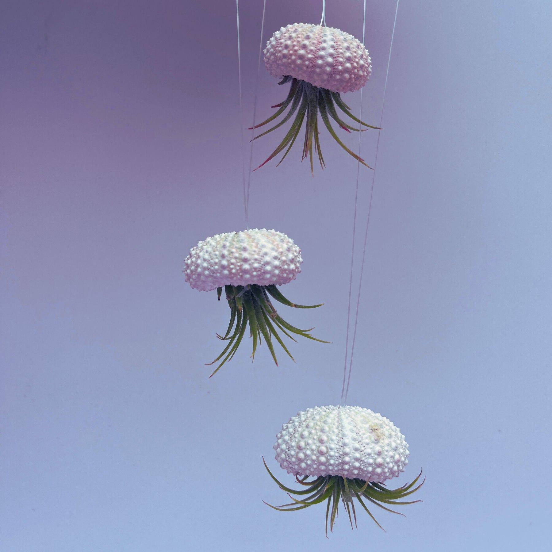 air plant jellyfish diy Jellyfish Hanging Airplant Display – Surfside Succulents