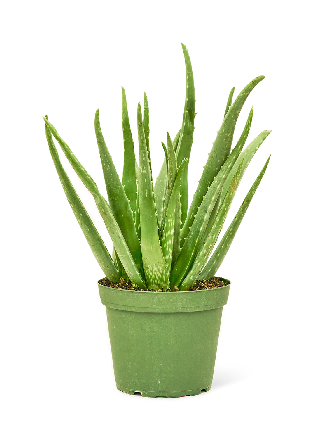 Aloe Vera, Medium – Surfside Succulents