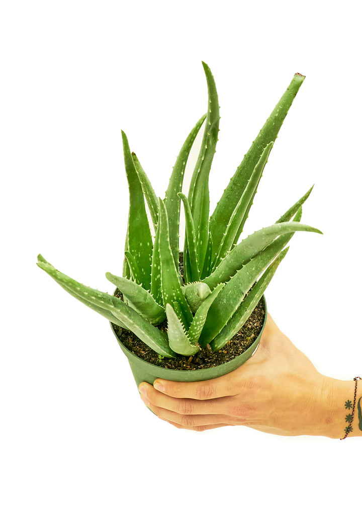 Aloe saudiarabica 子苗 3g Aloe Ferox: South African Seed Grown Tree Aloe - Etsy