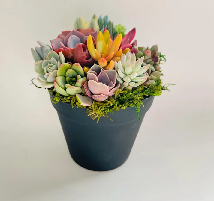 rainbow colorful succulents Rainbow Road Potted Succulent Garden