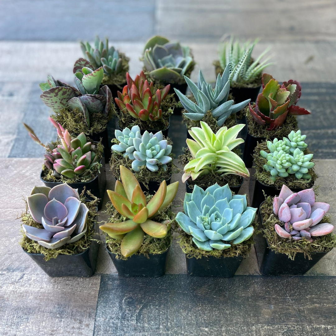 live succulents Assorted Live Succulents Potted 2” Succulents with Moss