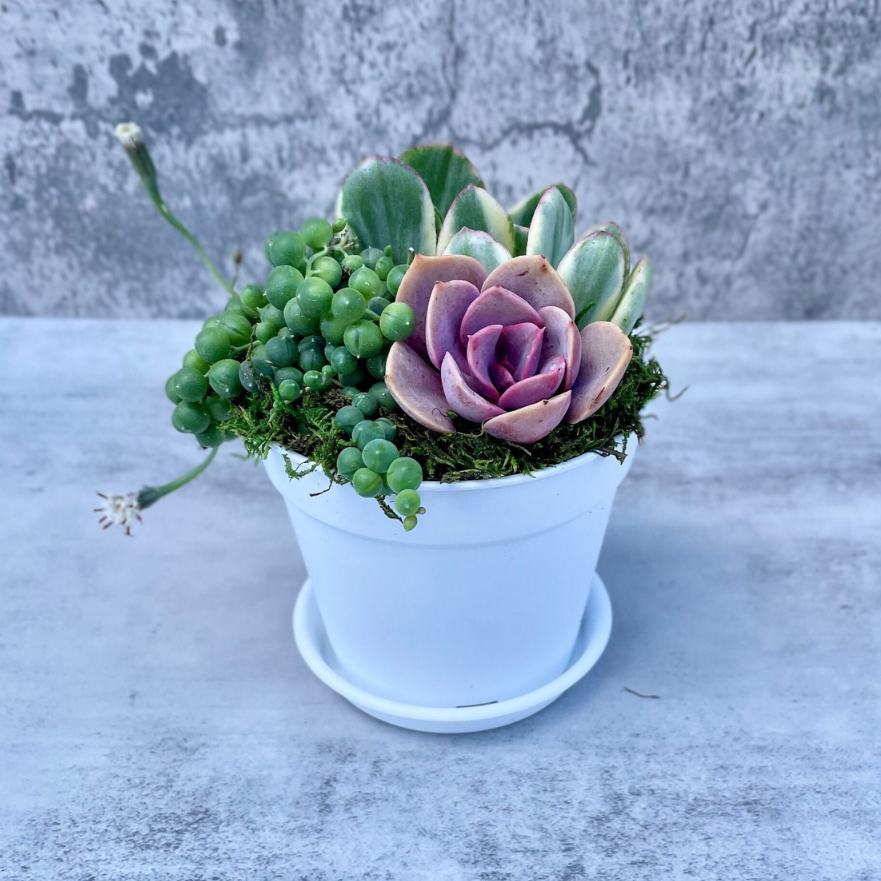 fleet farm succulents Beach House Succulent Garden - Potted Succulents