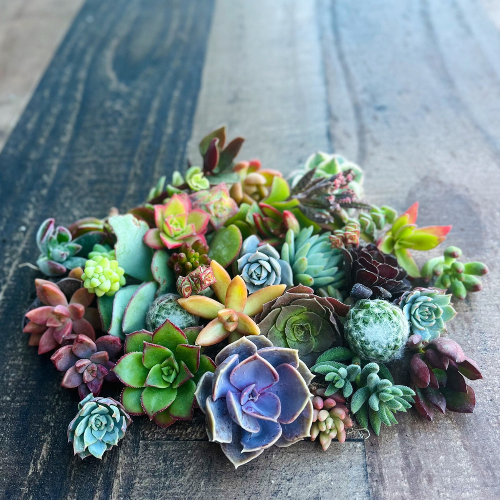 Surfside Succulents Succulent Cuttings