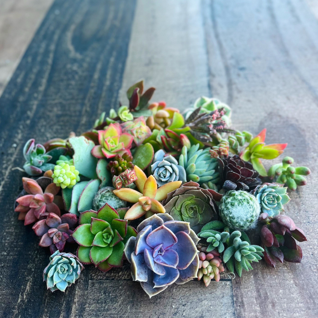 Colorful Succulent Cuttings