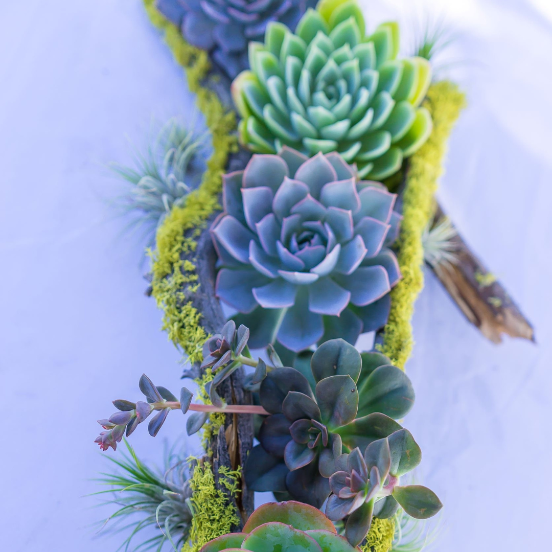 forest succulents Enchanted Forest Succulent Tablescape