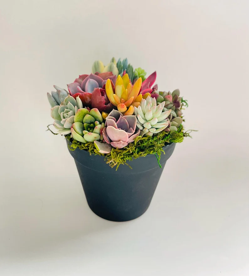 Rainbow Road Potted Succulent Garden