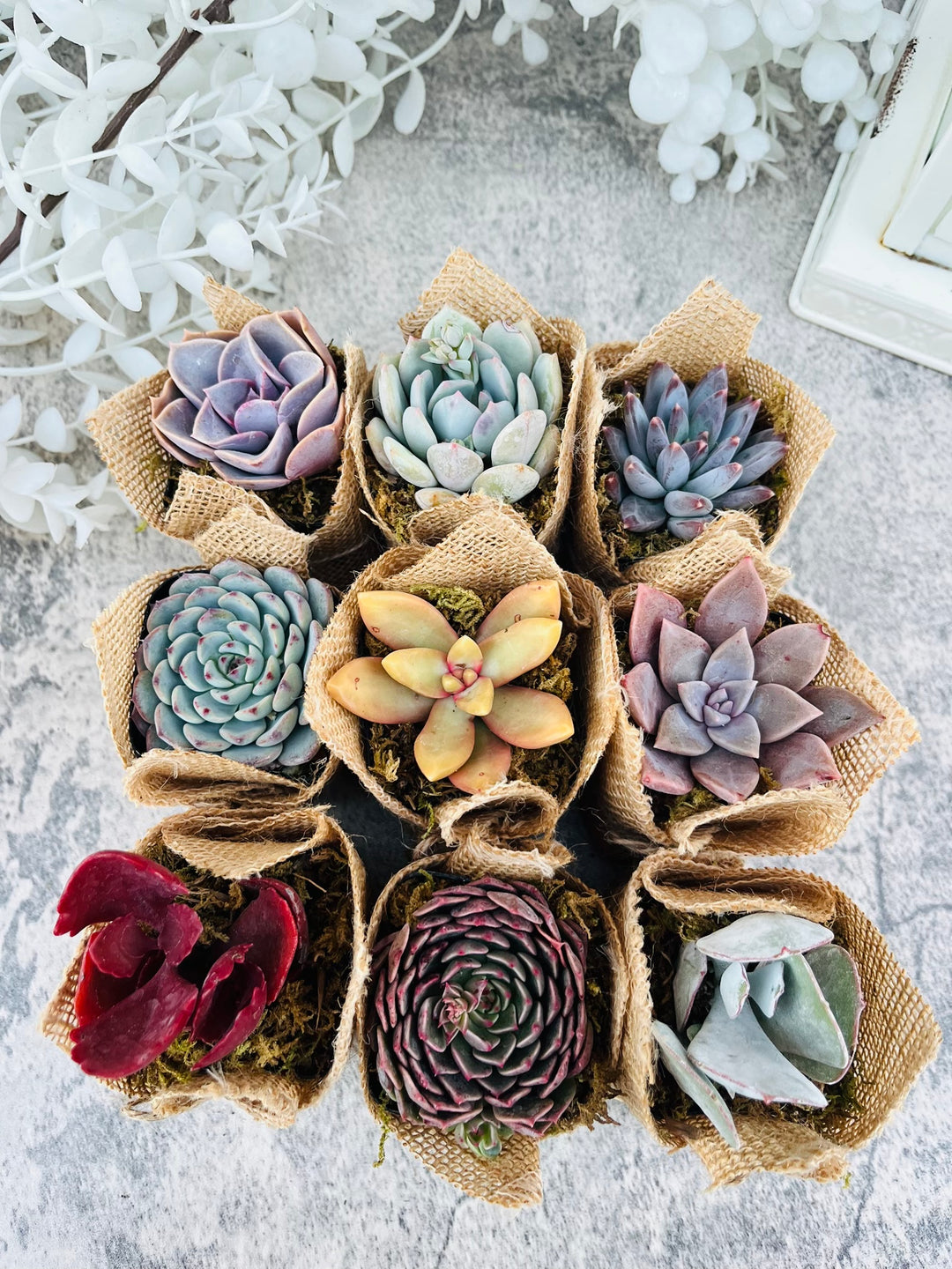 small succulent plants wedding favors Succulent Favors in Burlap- Baby Shower Favors, Wedding and Party Favors Plus “Oh Baby”