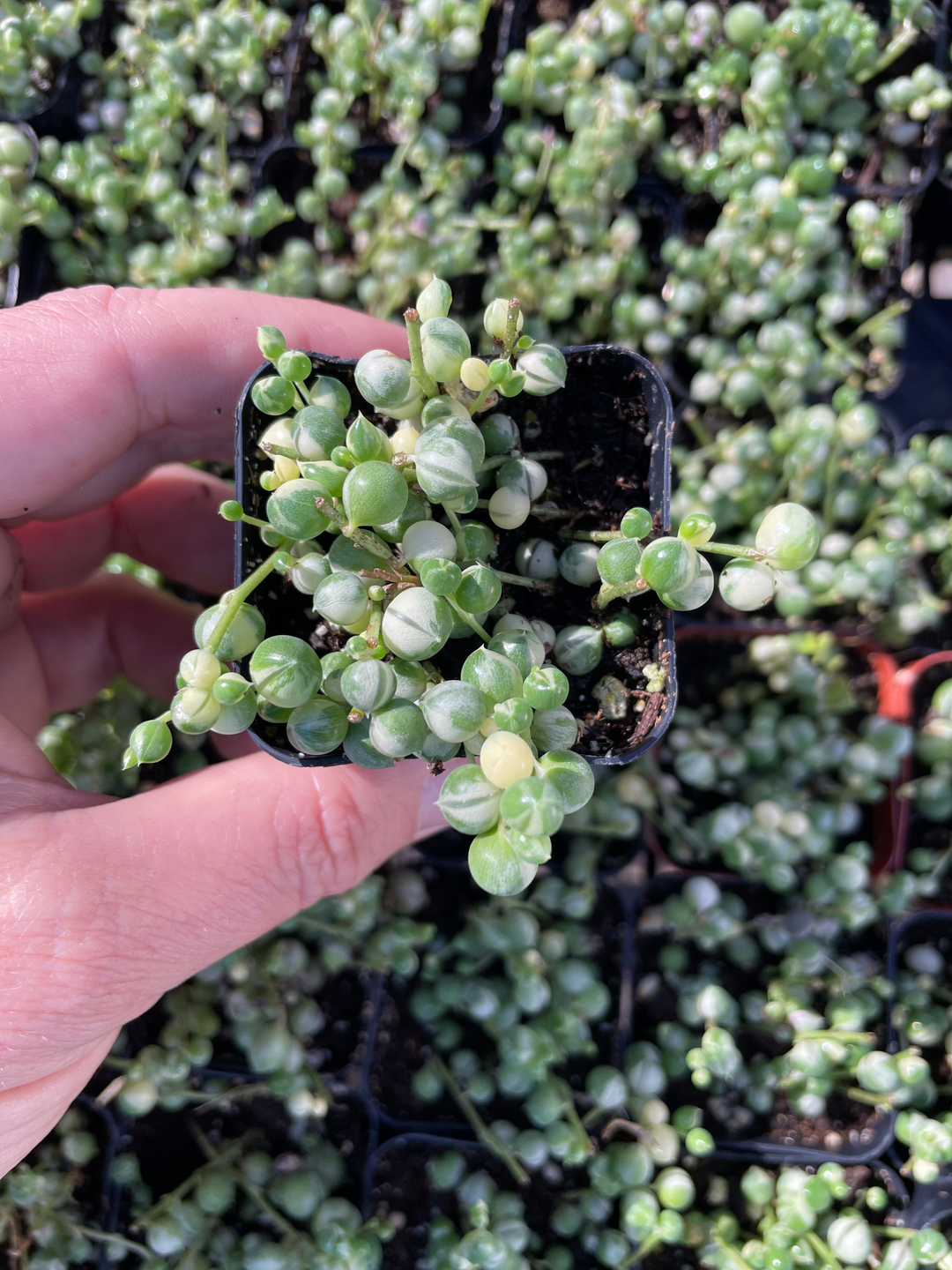 Variegated String of Pearls- 2” Senecio Rowleyanus Variegata