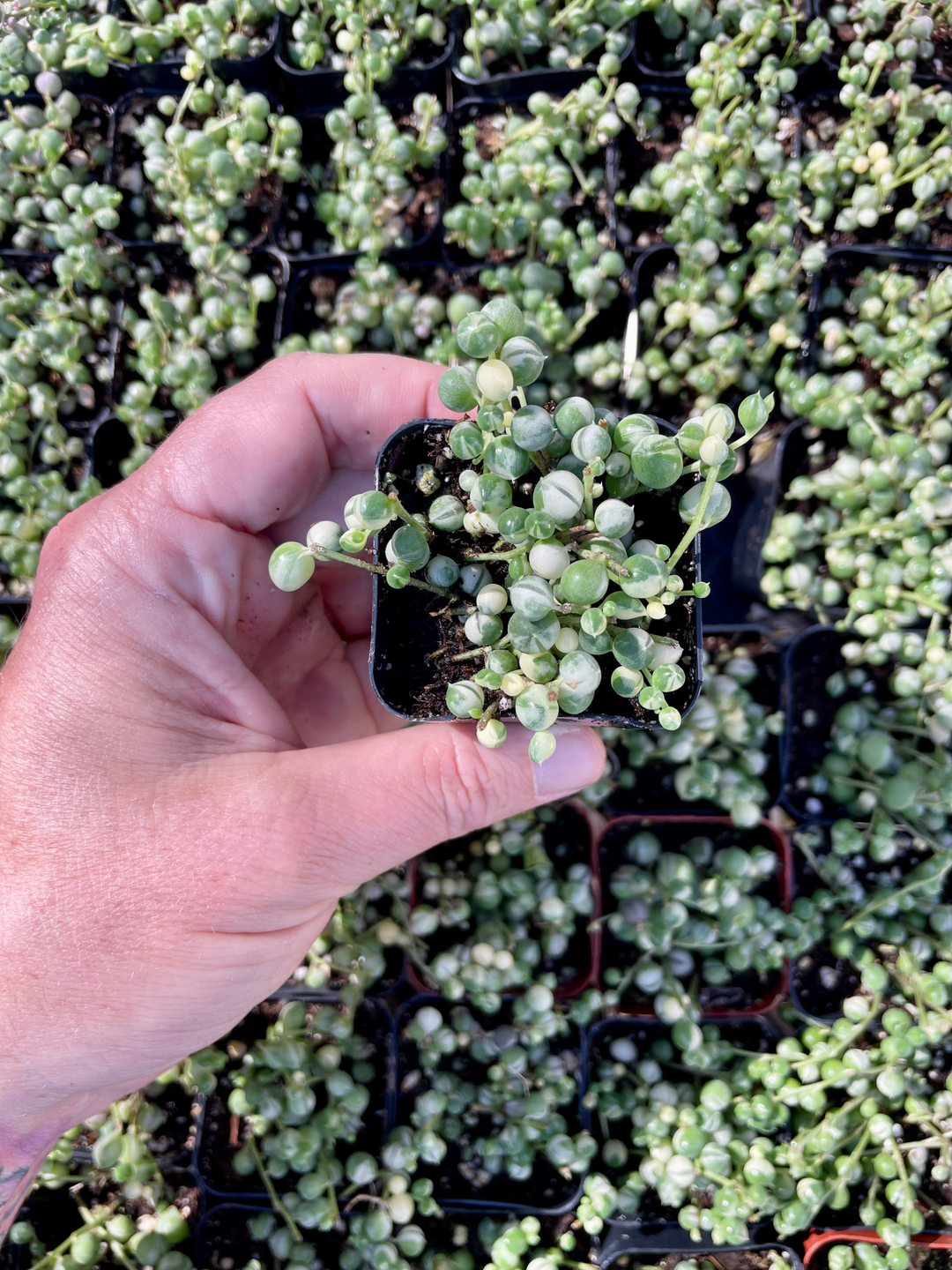 Variegated String of Pearls- 2” Senecio Rowleyanus Variegata
