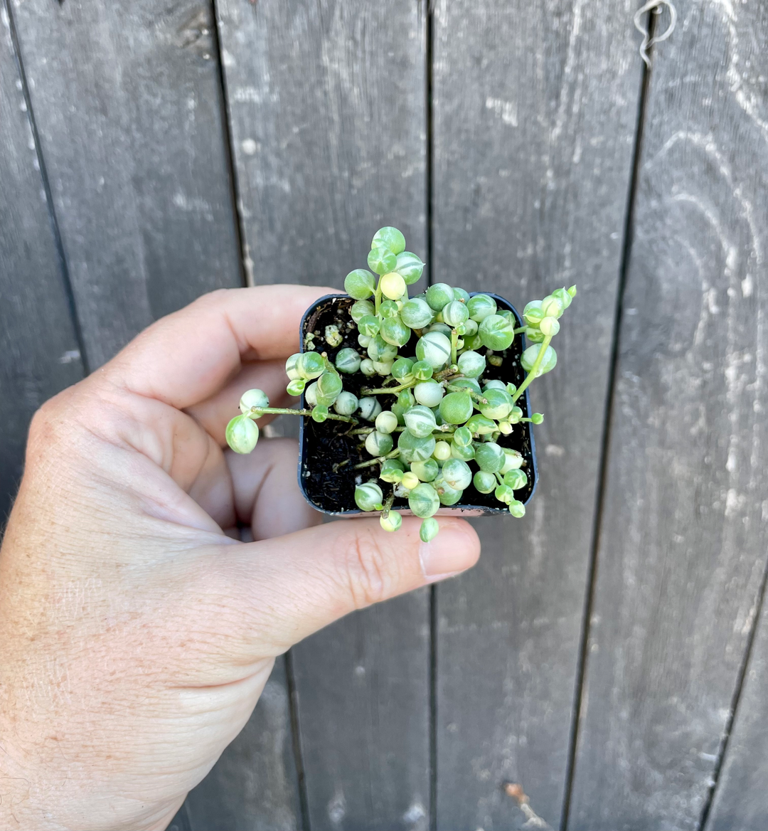 Variegated String of Pearls- 2” Senecio Rowleyanus Variegata