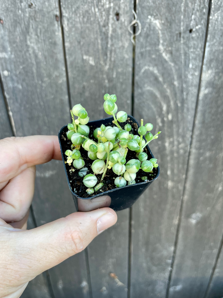 string of pearls succulent buy Variegated String of Pearls- 2” Senecio Rowleyanus Variegata