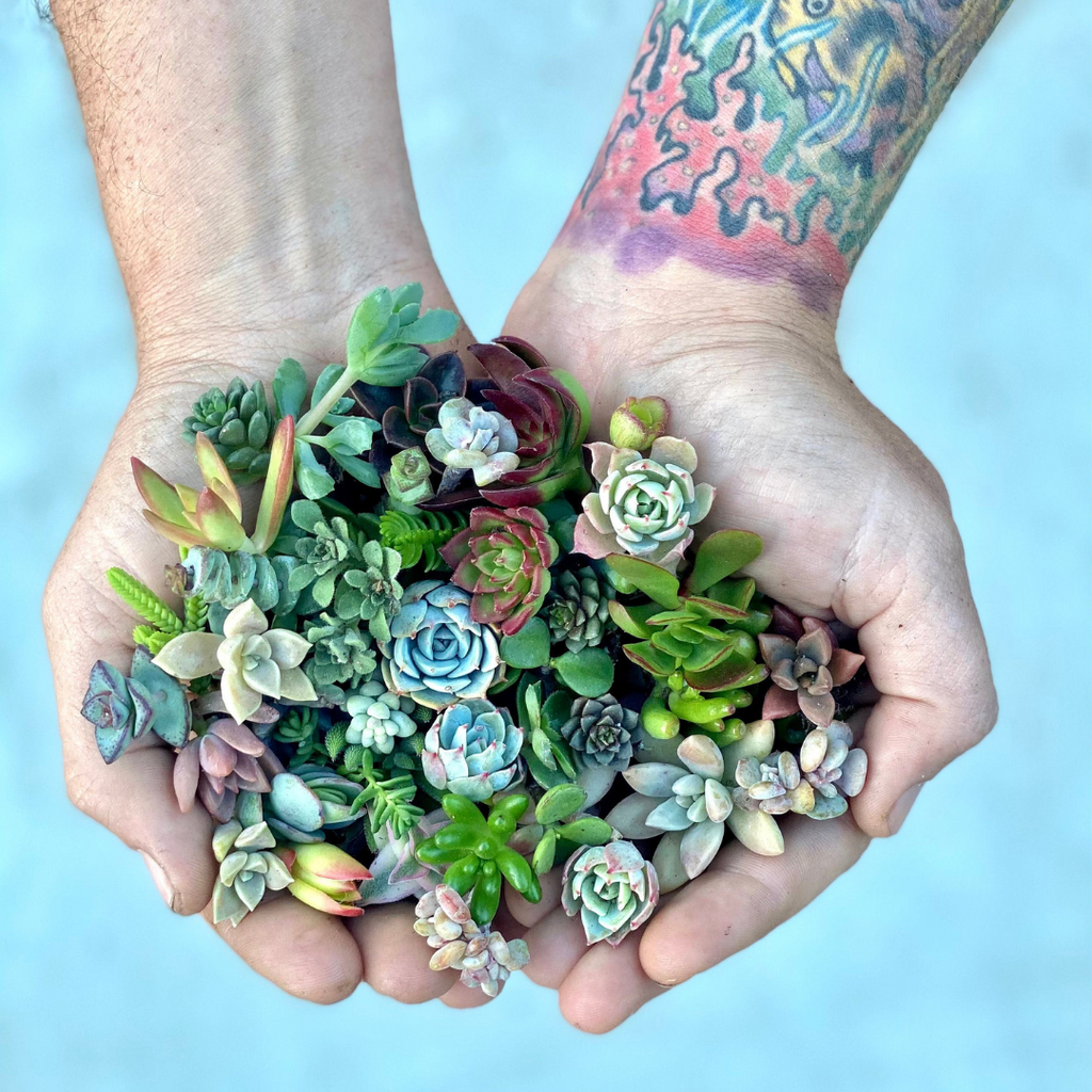 succulent cuttings free Mini Melody 50 Mini Succulent Cuttings