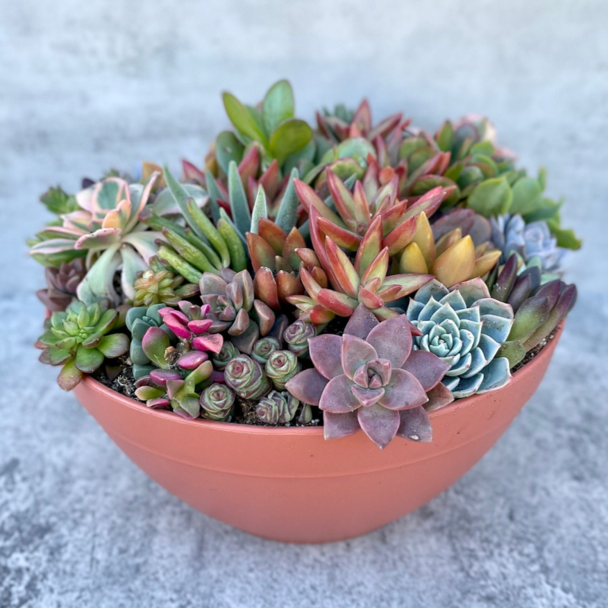 Live 2024 Succulent Arrangement