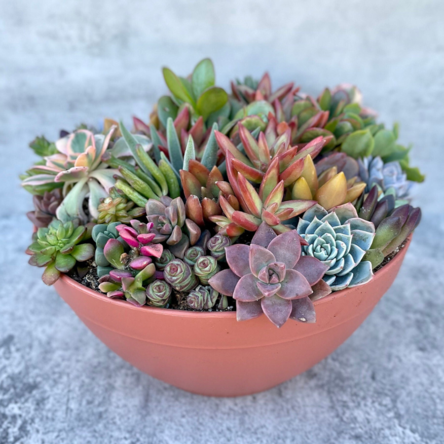 lulus succulents Point Loma Succulent Garden - Large Live Succulent Arrangement