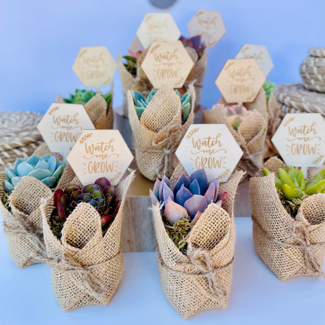 Succulent Favors in Burlap- Baby Shower Favors, Wedding and Party
