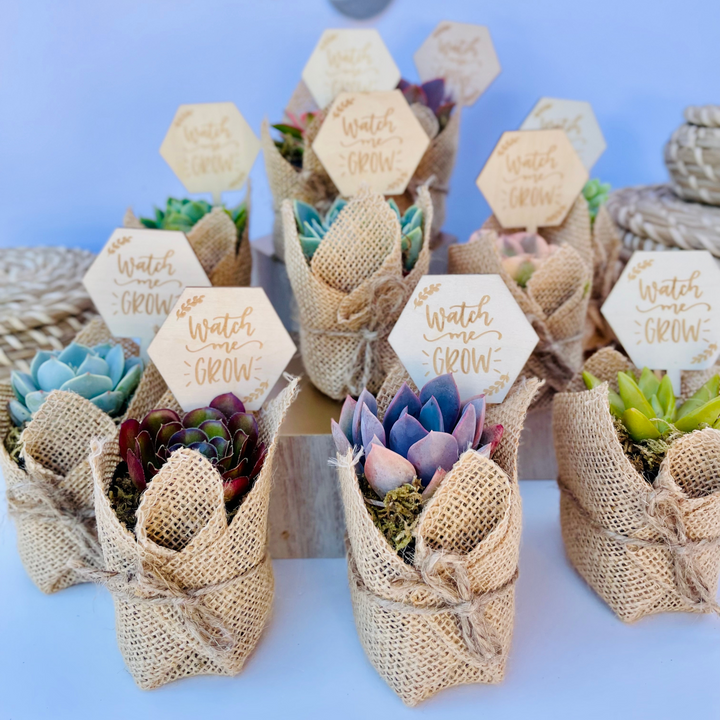 succulents party favors Succulent Favors in Burlap- Baby Shower Favors, Wedding and Party Favo –  Surfside Succulents