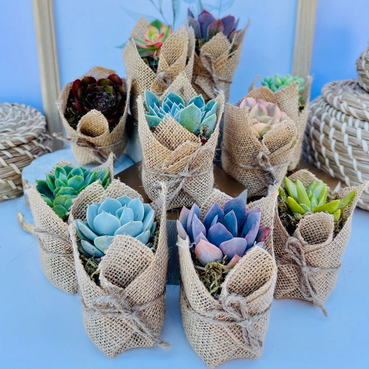little sleepies succulents 20-Pack of COLORFUL 2