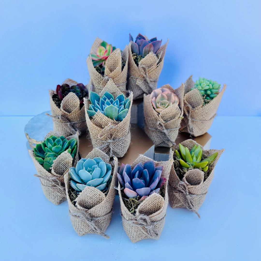 small succulent plants wedding favors Succulent Favors in Burlap- Baby Shower Favors, Wedding and Party Favo – Surfside Succulents