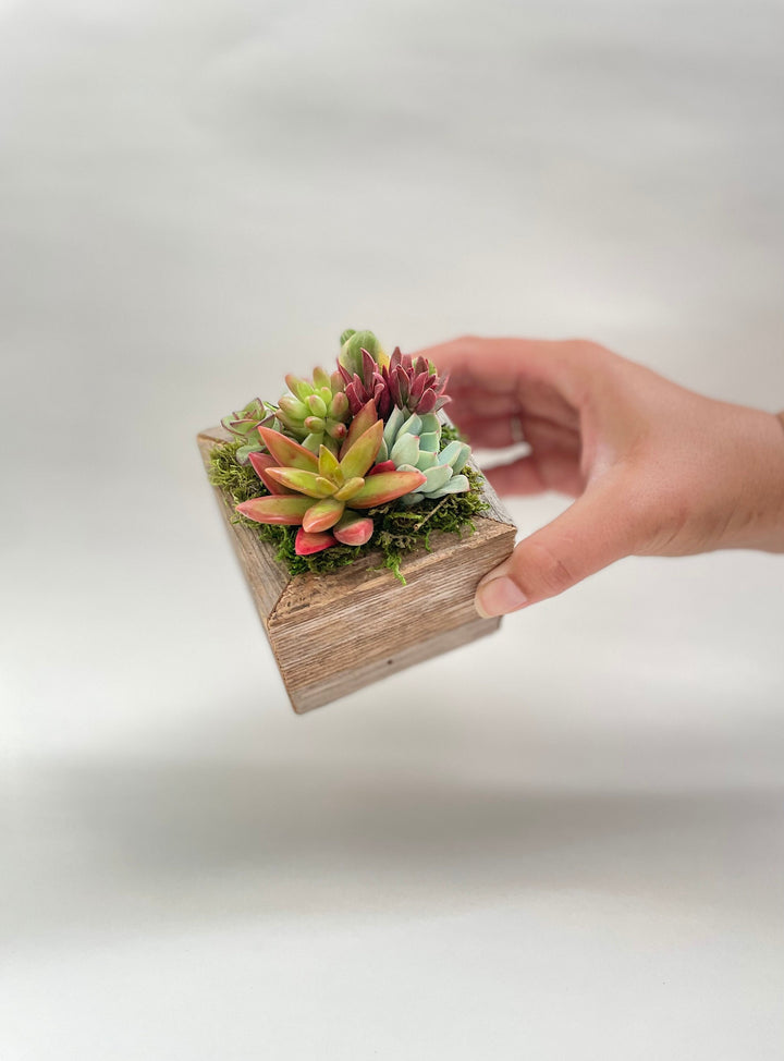 planting succulents in wooden box Sugar Cubes