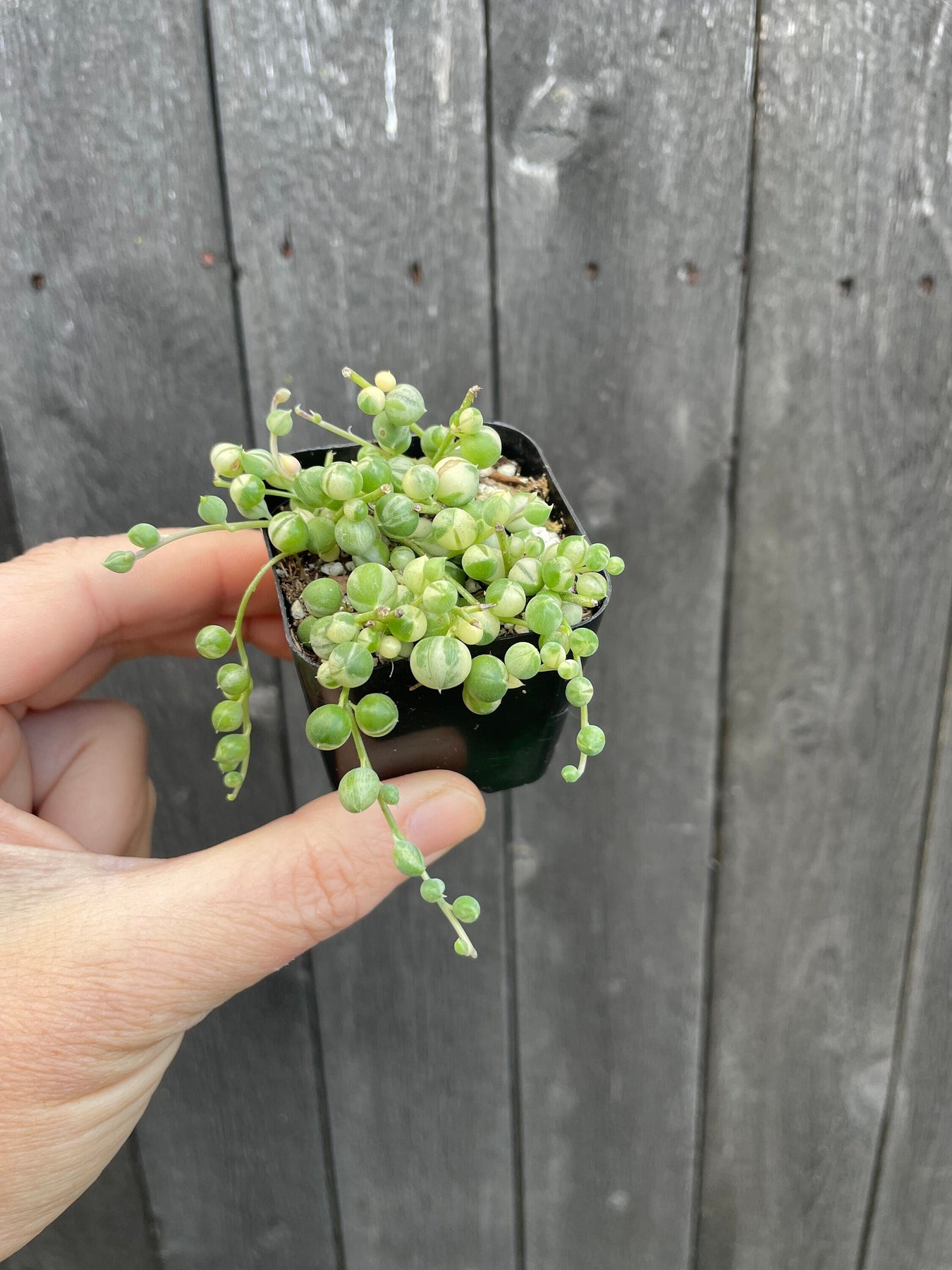 variegated pearls succulent Variegated String of Pearls Plant