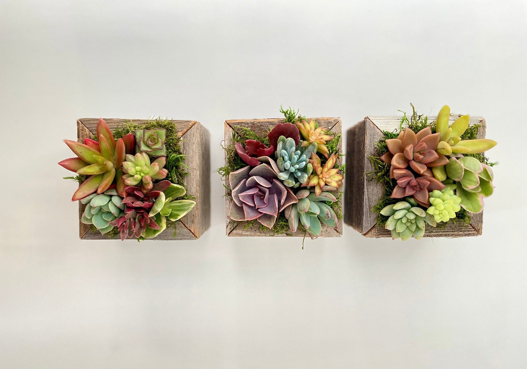 cube shaped succulent Sugar Cubes
