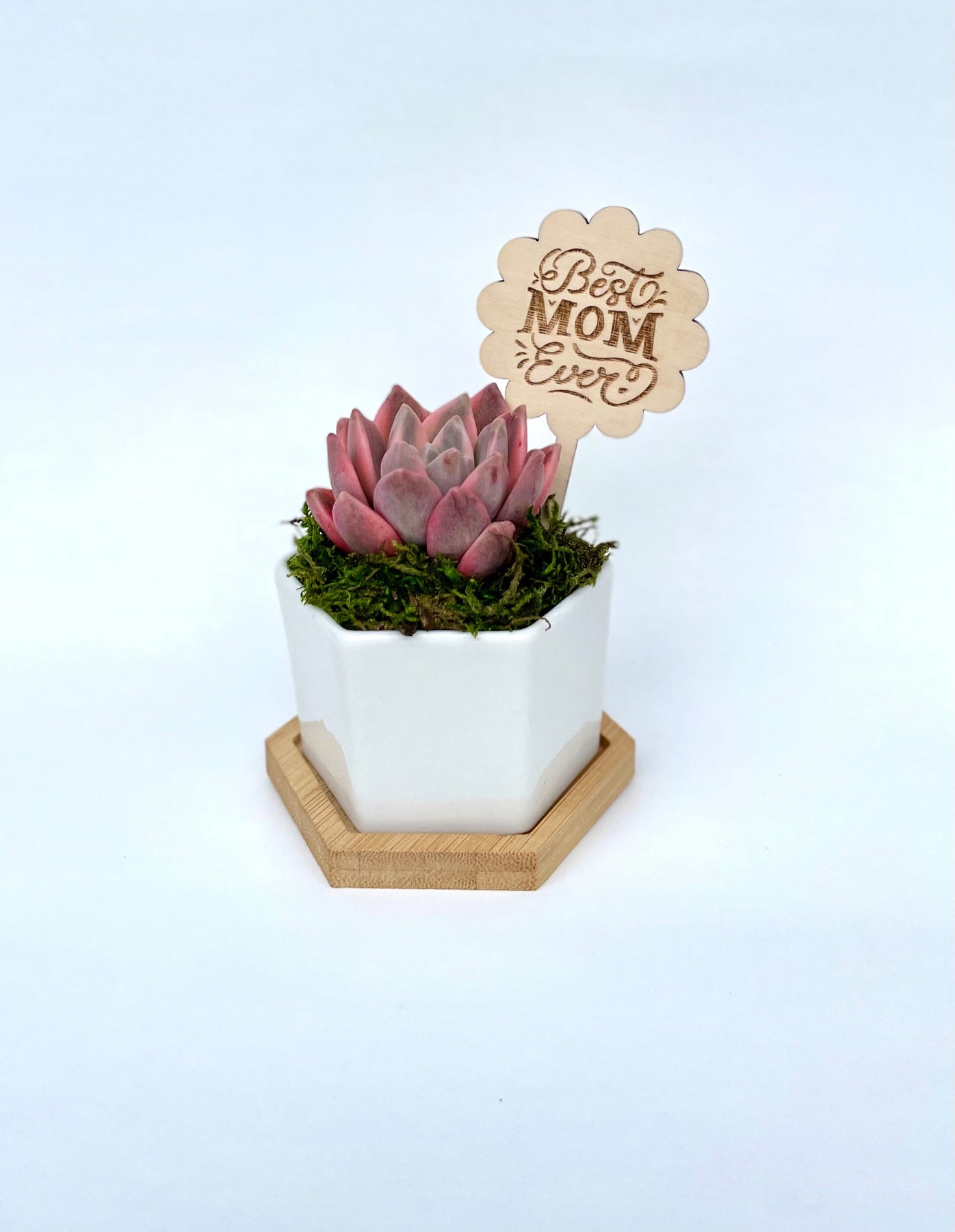 mother's day succulent gifts Lil Mama