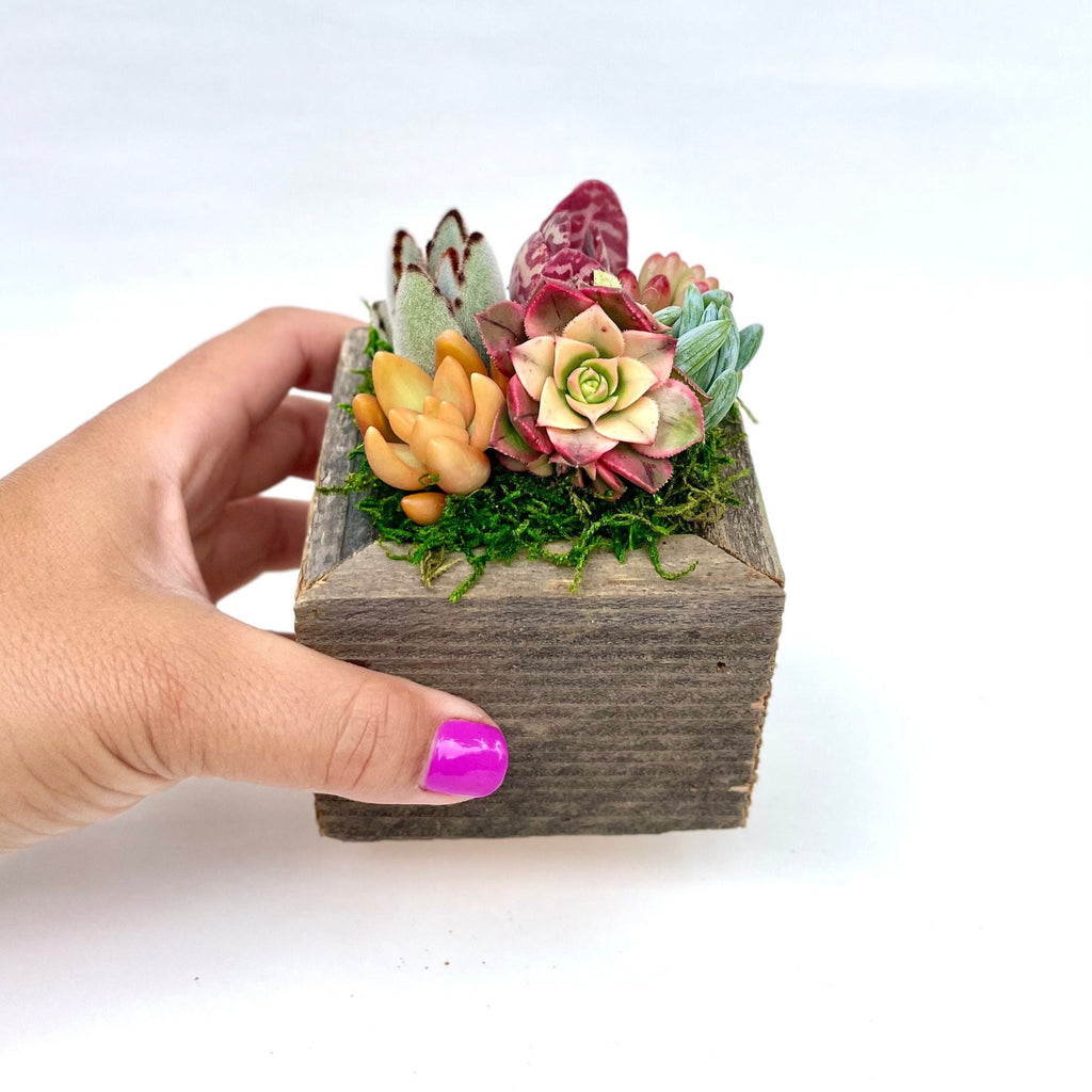 succulent cube Sugar Cubes