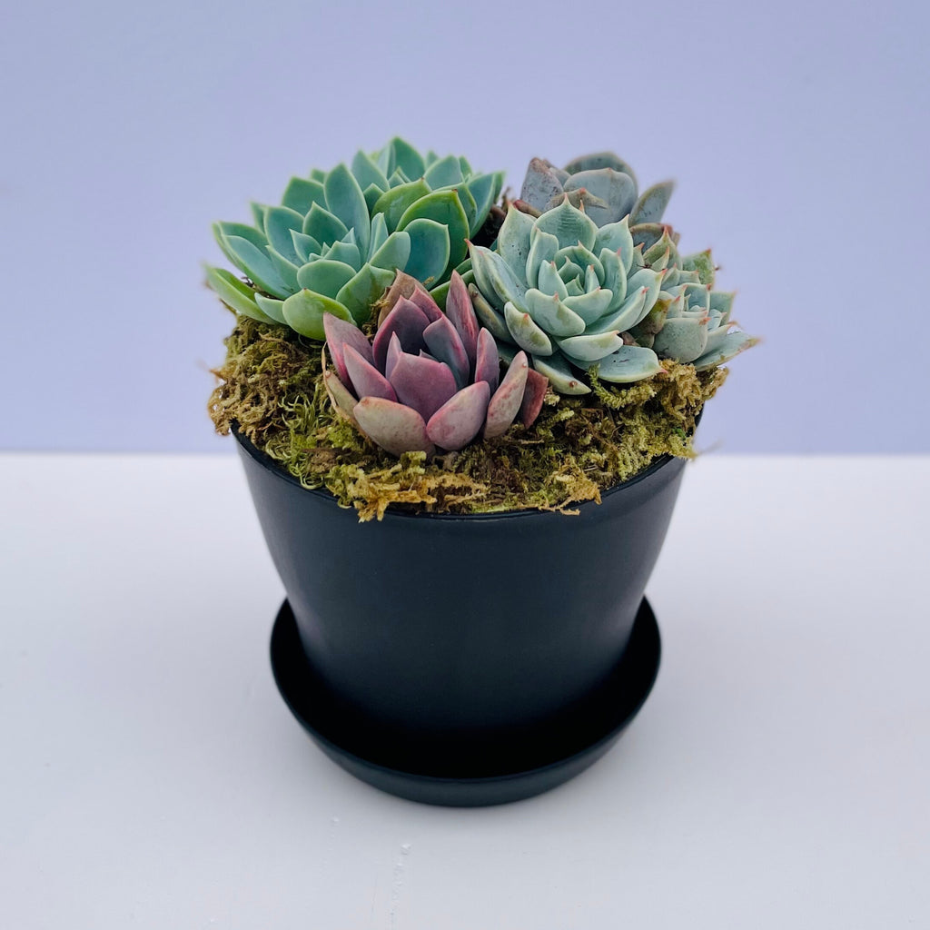 low succulent planter Low Tide Potted Succulent Arrangement