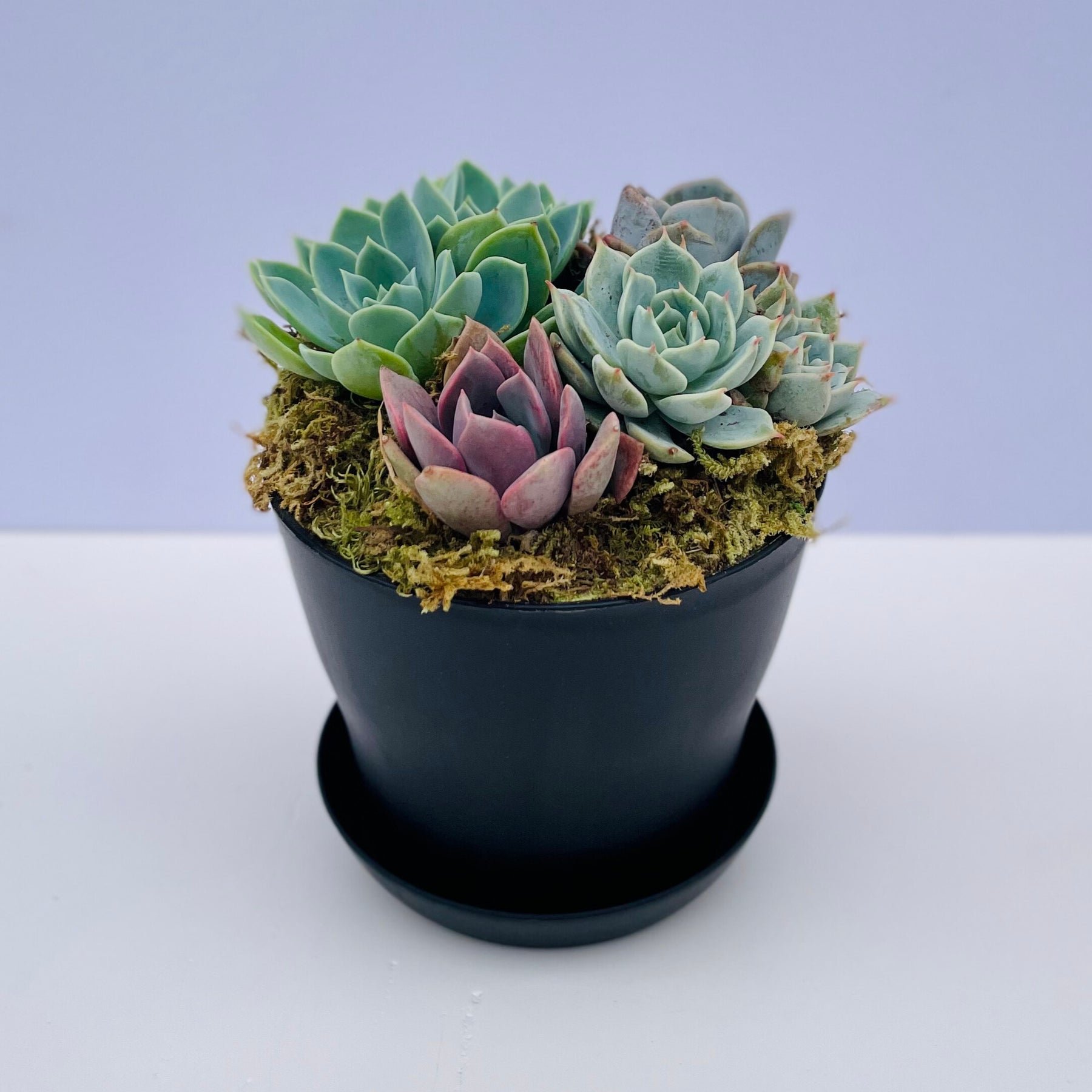 succulent plants to ship Low Tide Potted Succulent Arrangement